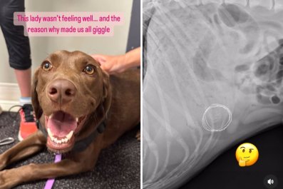 Labrador Gets X-Rays Done After Not Feeling WellâNo One Prepared for Result