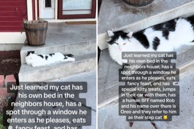 How Owner Discovered Cat Was Living a Double Life at the Neighbor's House