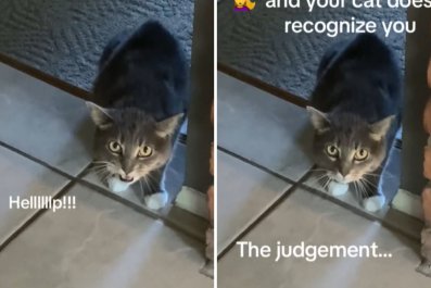 Woman Gets Drastic Haircut, Cat's Reaction Is Priceless: 'Judgement'