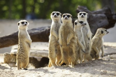 Meercats Meet Dachshund, Decide To Worship Him: 'King Sausage'