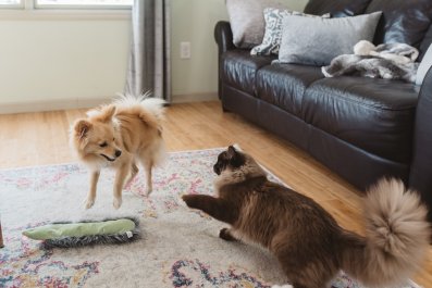 Cat and Dog Siblings 'Kung Fu' Fighting Has Internet in Stitches