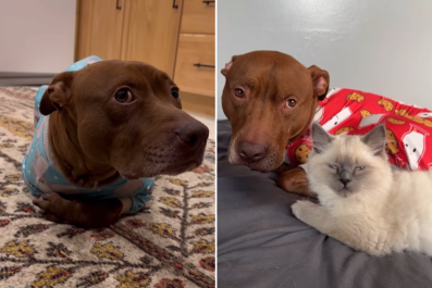 Hysterics as Pit Bull Raised by Felines Is Now 'More Cat Than Dog'