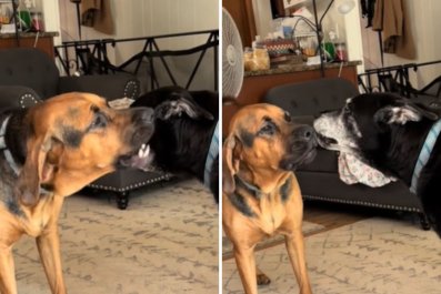 Dog Knows Senior Sister Is Deaf, So Makes Sure He Gets 'Real Close' To Bark