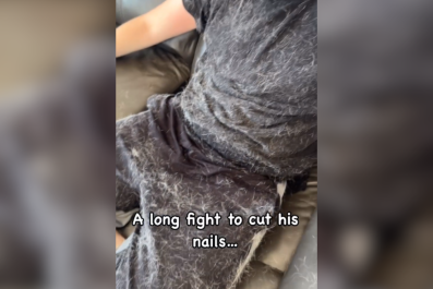 Man Shares Hilarious Aftermath of Battle To Trim Dog's Nailsâ'Did You Win?'