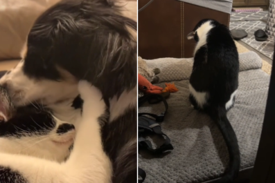 Heartbreaking Moment Cat Realizes Dog 'Brother' is Gone, Starts to Mourn