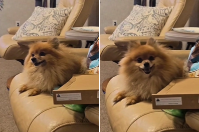 Pomeranian With the Cutest Sneeze Ever Wins Pet of the Week