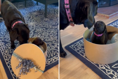 Watch Chocolate Labrador's Reaction to Her Own Lookalike Puppy: 'Surprise'