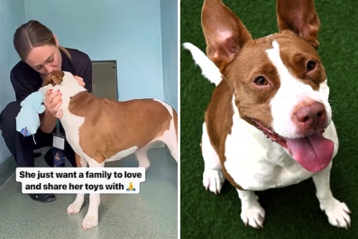 How 'Sweetest' Shelter Dog Greets Staff Every Morning Melts Hearts