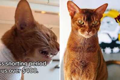 Sneezing Cat Racks Up Huge Vet Bill for Unexpected Diagnosis: 'Not Cool'