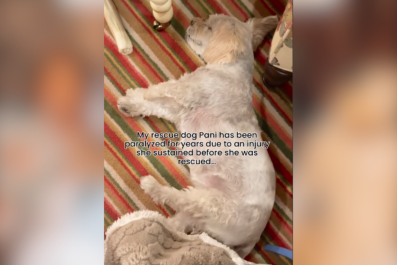 Paralyzed Rescue Dog Dumped With Broken Back Is Seen 'Walking' in Her Sleep