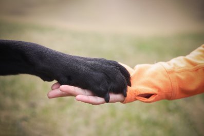 Tears as Foster Dog Begins To Realize 'Not All People Are Bad'