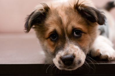 What Aussie Shepherd Does When Owner Gets Ready To Go To Work Breaks Hearts