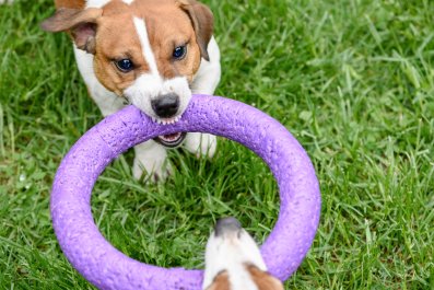 Jack Russell Making Clear He Won't Share His Toy Has Internet in Stitches