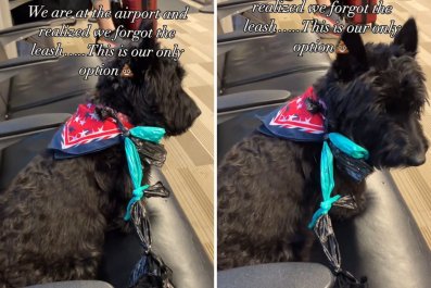 Dog Owner Arrives at Airport, Realizes What They Left Behind: 'Embarrassed'