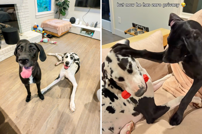 Great Dane Owners Get Dog a Sibling So He Isn't 'Lonely'âDoesn't Go To Plan