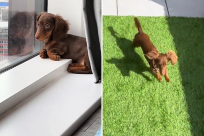 Woman Leaves City Behind to Give Dachshund Backyard: 'My Dog Comes First'