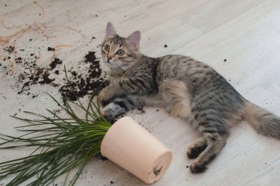 Cat So Proud of Herself After Destroying Mom's Plant: 'Saved You'