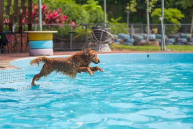 Golden Retriever Refuses To Get Back In After Pool Day: 'Not Ready'