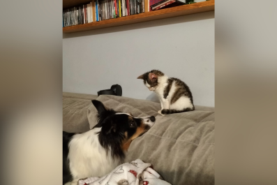 Herding Dog Catches Cat 'Misbehaving,' Reacts the Only Way She Knows How