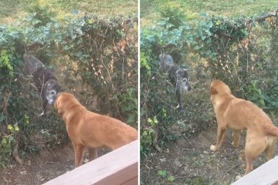 Pup Determined to Play With New Neighbor's Dog Won't Let Fence Stop Him