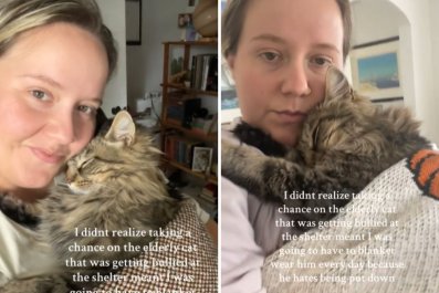 Woman Takes 'Chance' on Shelter's Bullied Senior CatâIt Doesn't Go to Plan