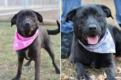 'Sweet' Dog Still in Shelter 6 Months After Being Adopted, Then Returned