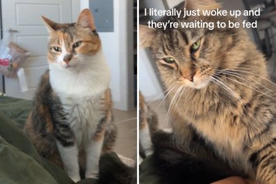 Woman Wakes Up to 4 Cat Eyes Staring at Her: 'Just Their Maid'