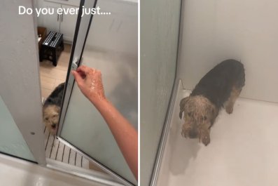 Dog Finally Gets His One Wish, to Join Owner in the Shower: 'All He Wanted'