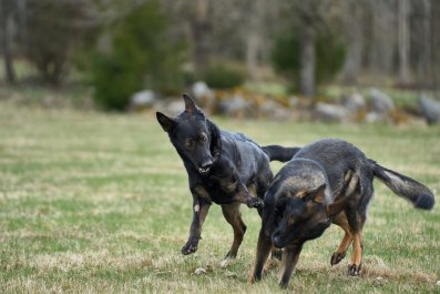 German Shepherds Having Heated Argument Have Internet in Stitches