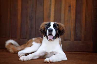 Saint Bernard Checking on 'Baby Kitties' Every Morning Delights Internet