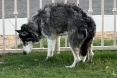 Husky Reminds Owner He May Be 16-and-a-Half, But He's Still a 'Hunter'