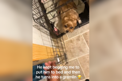 Laughter As Dog Begs Owner To Put Him to Bed, Then 'Turns Into a Gremlin'