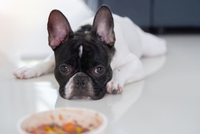 Woman Leaves Soup To Cool for Two Minutes, Dog Seizes His Opportunity