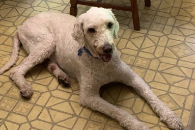 Hilarious Moment Goldendoodle Caught Red-Handed Stealing Scraps From Pot