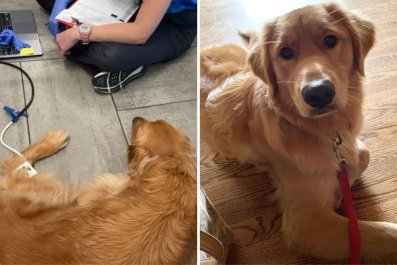 Golden Retriever Hailed a 'Hero' for Saving Baby From Venomous Snake Bite