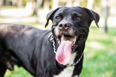 Dog's Reaction to Neighbor's BBQ Delights Internet: 'Taking Inventory'