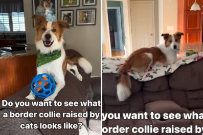 Result of Border Collie Growing Up With Cats Melts Hearts: 'Raised Well'