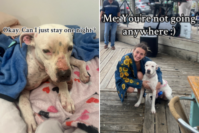 Woman Took in Stray for Just 'One Night'âWent Exactly How You'd Expect