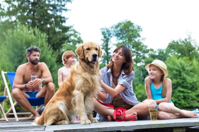 Golden Retriever Loves Sitting Next to Strangers, To Pretend He's Their Dog