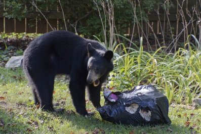 Moment Bear Runs Away With Trash Bag To Share With Cub