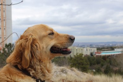 Woman Returns Home To Find An Unexpected Animal On Her Roof