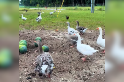 Farmer Pretends To Faint in Front of Her Geese-They Do Something Unexpected