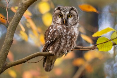 Woman Stares at 'Owl' for 10 MinutesâThen Realizes What She's Really Seeing