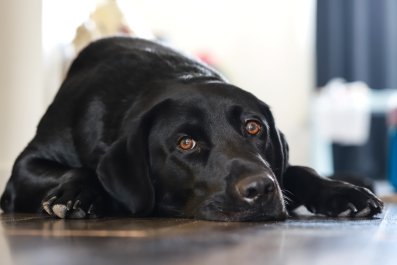 Labrador Gets His Own Puppy, Things Quickly Take an Unexpected Turn