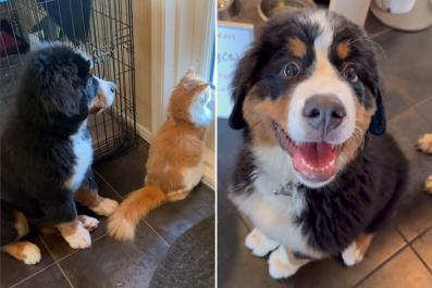 Laughter as Bernese Mountain Puppy Tries, and Fails, to Co-Exist With Cat