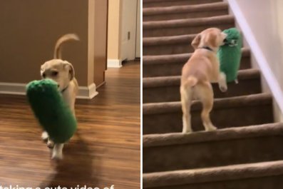 Cute Video of Puppy's Backfire as He Tries to Bring Toy Upstairs: 'I'm OK!'