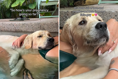 Tears as Golden Retriever Supports Owner Through Pregnancy: 'With Me 24/7'