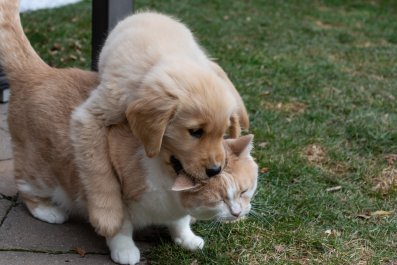 Internet Obsessed With Cat and Dog Siblings Who Were 'Meant To Be Together'