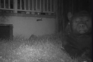 Bear Moves in Under Yogi Bear Animator's House