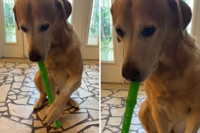 Dog Can Play the Recorder Better Than Most Children: 'Musical Genius'